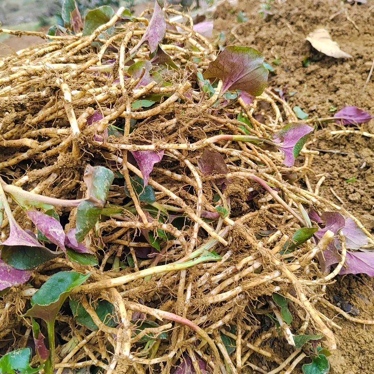 贵州特产新鲜现挖带泥鱼腥草折耳根嫩根可凉拌的田野野菜