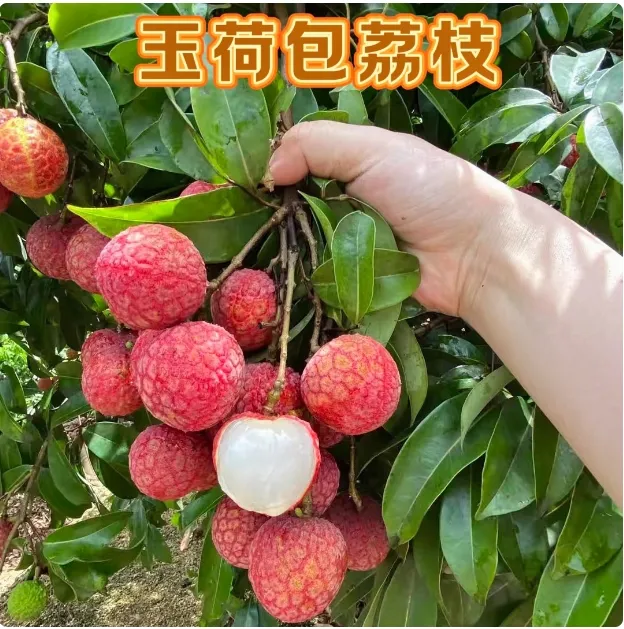 福建漳州晚熟荔枝玉荷包荔枝香甜可口现摘先发顺丰包邮