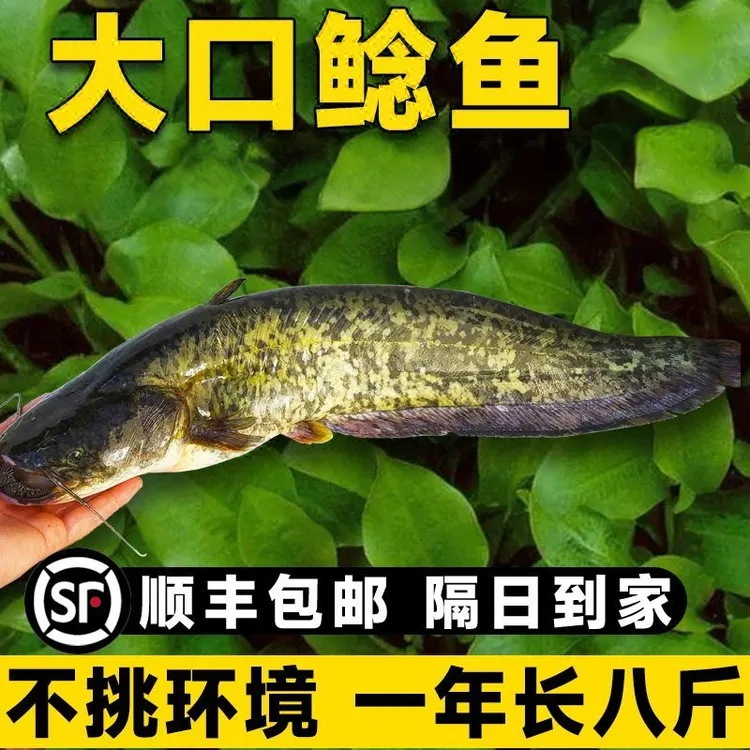 大口鲶鱼大品种大口鲶鱼活体鱼南方大口鲶二须大口鲶土鲶养殖