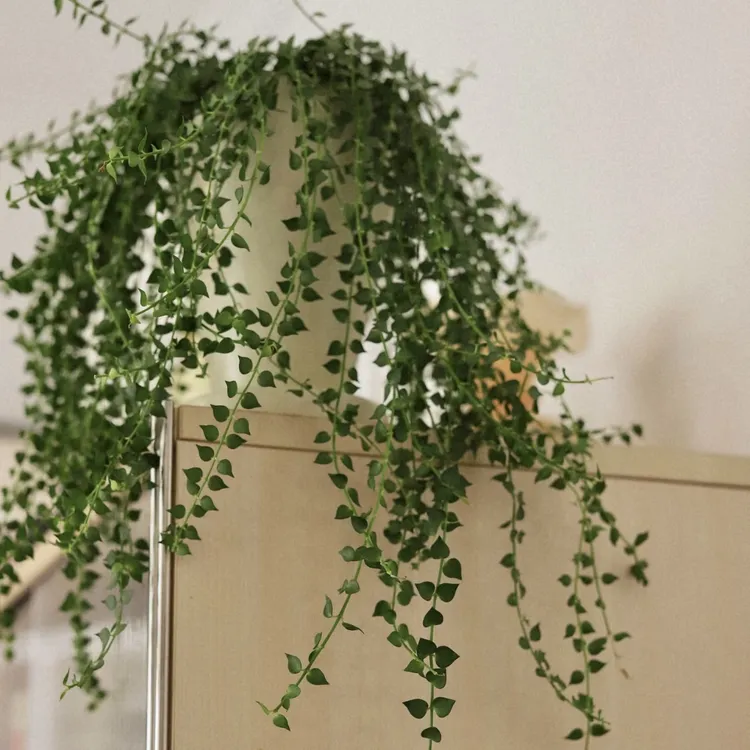 百万心吊兰植物常青盆栽爱心兰室内阳台多肉串钱绿植耐阴垂吊藤蔓