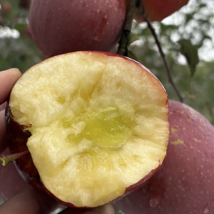 云南昭通丑苹果新鲜现摘包邮