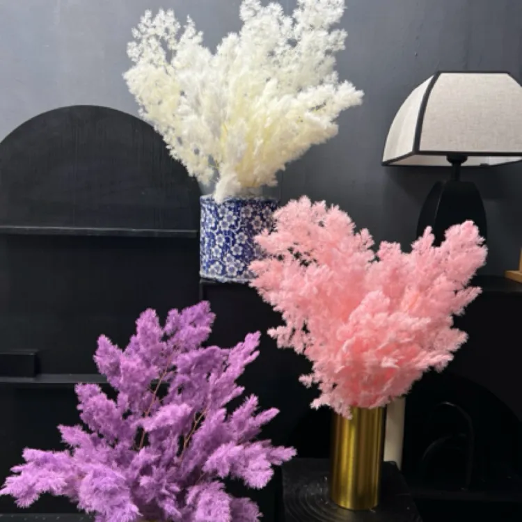 永生花蓬莱松干花束装饰手工花艺材料花店10扎白色