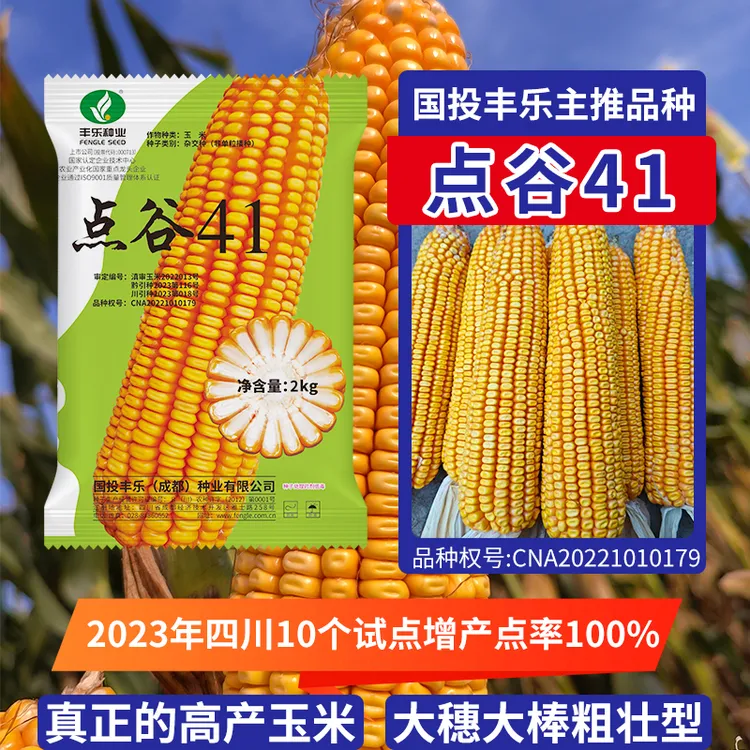 上市央企玉米种子点谷41高产大穗大棒粗壮型原厂正品玉米种子高抗
