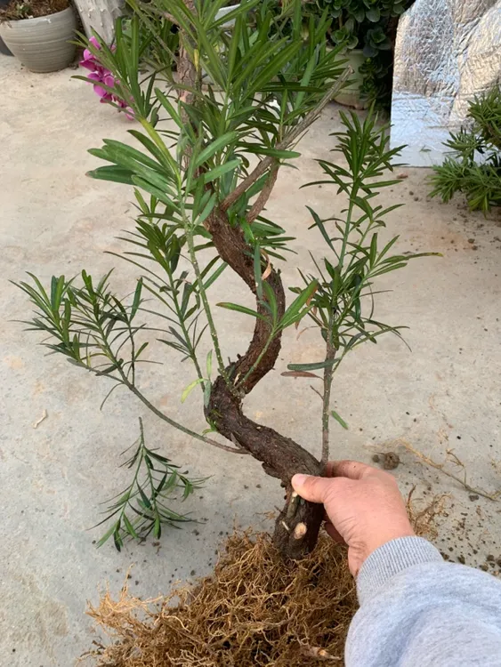 童子功弯头罗汉松S弯造型庭院绿植盆栽四季常青吉祥长寿植物