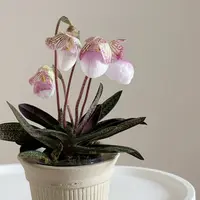 玉女兜兰盆栽花卉庭院阳台种植室内室外易养护发货快