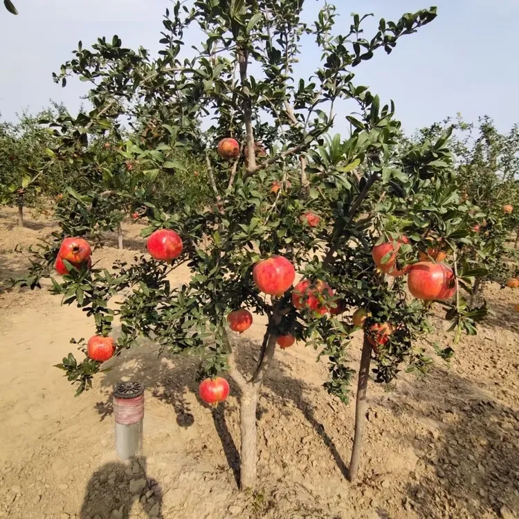 甜石榴树苗 软籽石榴树苗 突尼斯软籽石榴苗盆栽地栽石榴树果树苗
