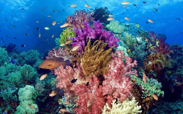 南海野生珊瑚伴生鱼深海野生鱼特产大礼包