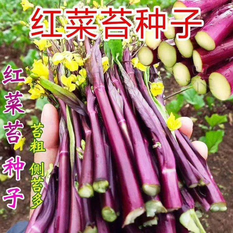 【zs】红菜苔种子厂家正品早熟春季蔬莱孑广东菜心籽