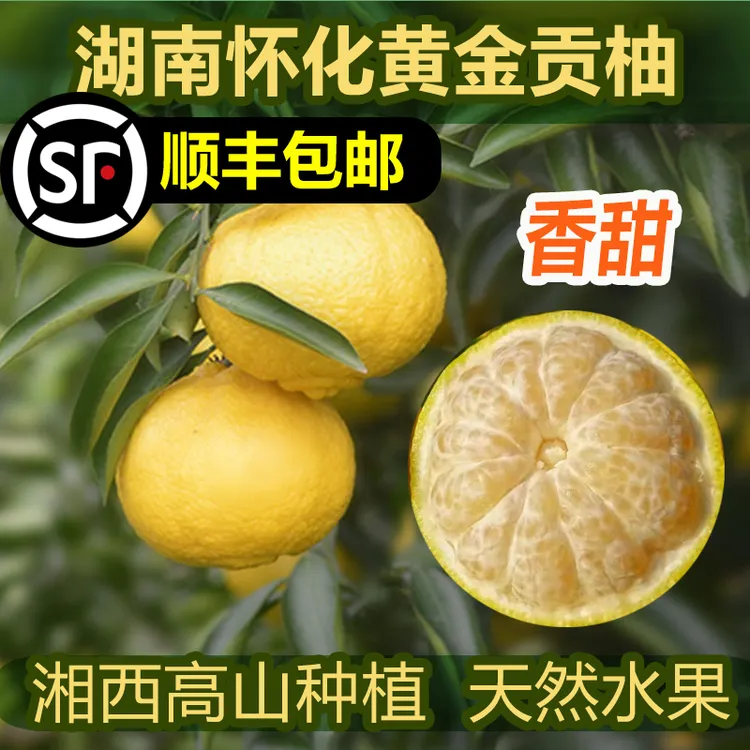 发顺丰湖南怀化黄金贡柚新鲜孕妇水果春香橘柚小柚子象山青手剥橙