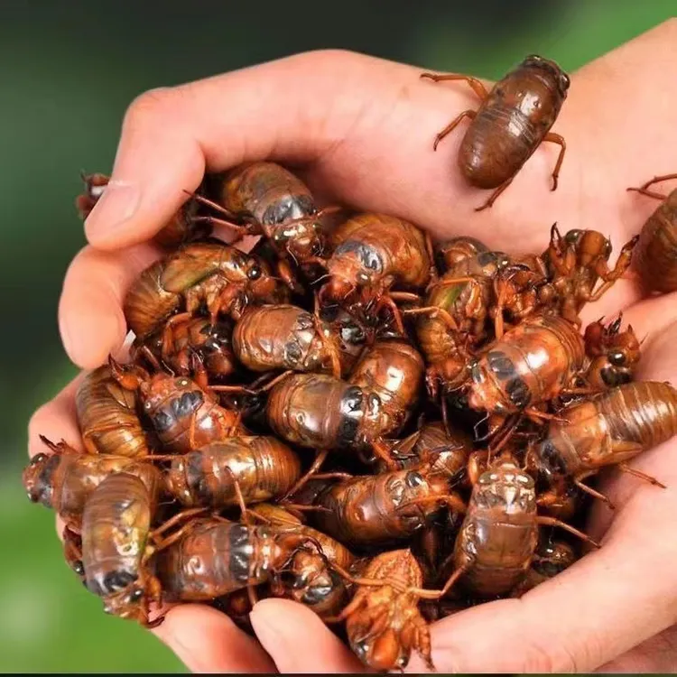 顺丰包邮新鲜山东特产金蝉爬叉知了猴