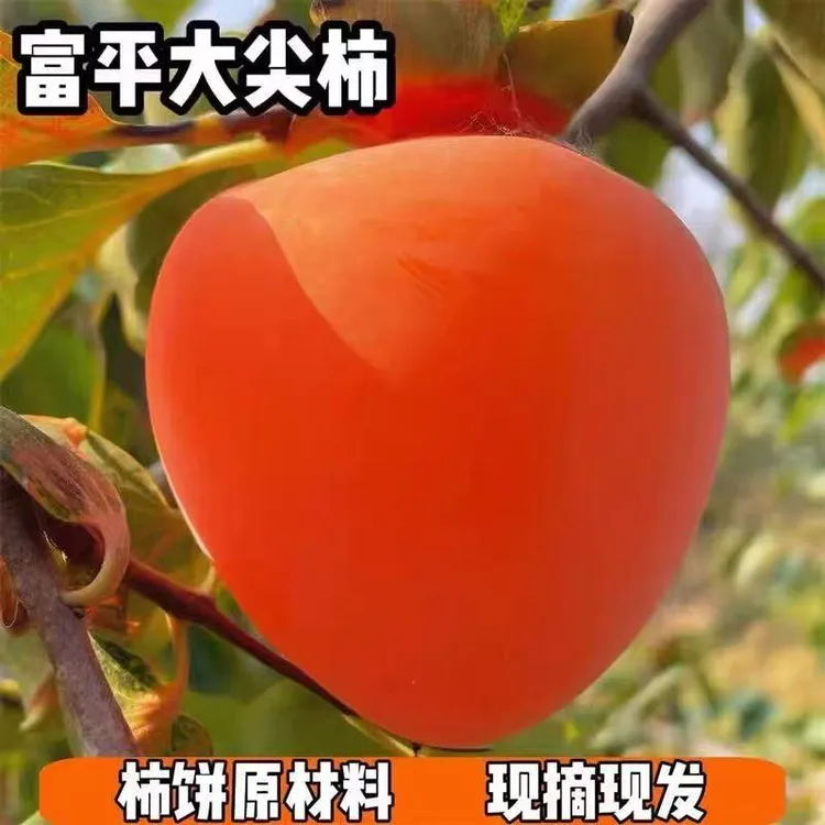 正宗富平柿饼原料当季新鲜尖柿子软糯香甜产地直发