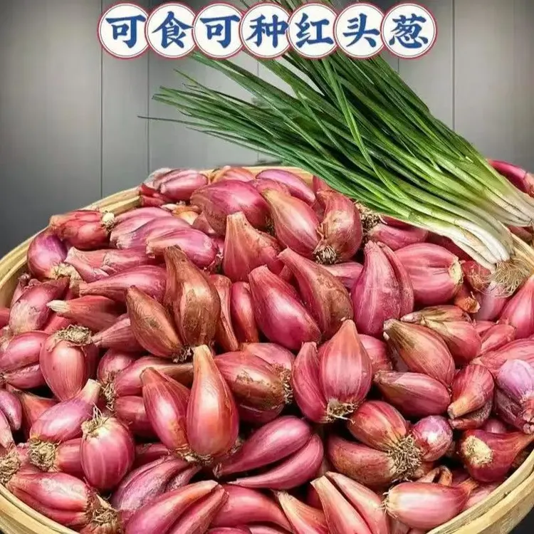农家香葱头四季红葱头小香葱阳台院子火葱毛葱黄葱红葱头香葱头食