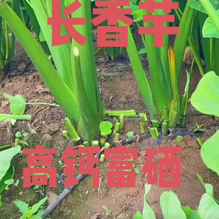 自己在日照市种植的高钙、富硒长香芋，