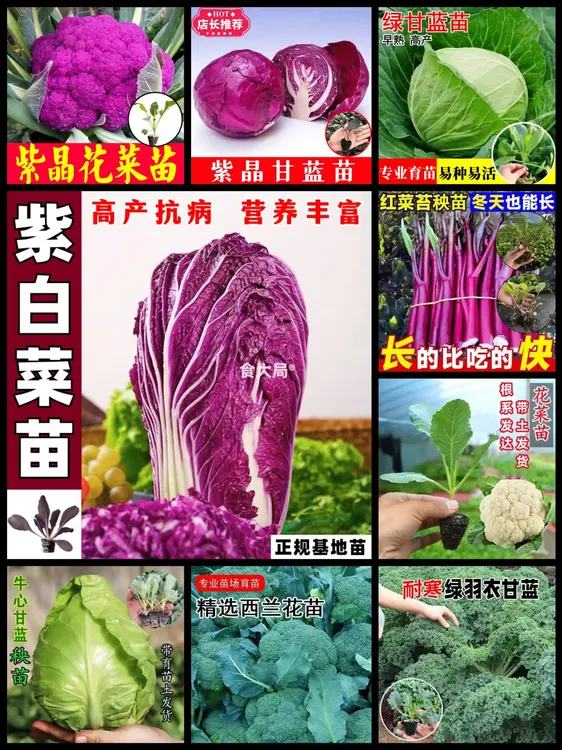 紫白菜种子苗四季可播种适合庭院田地种植的各种农家蔬菜种子苗