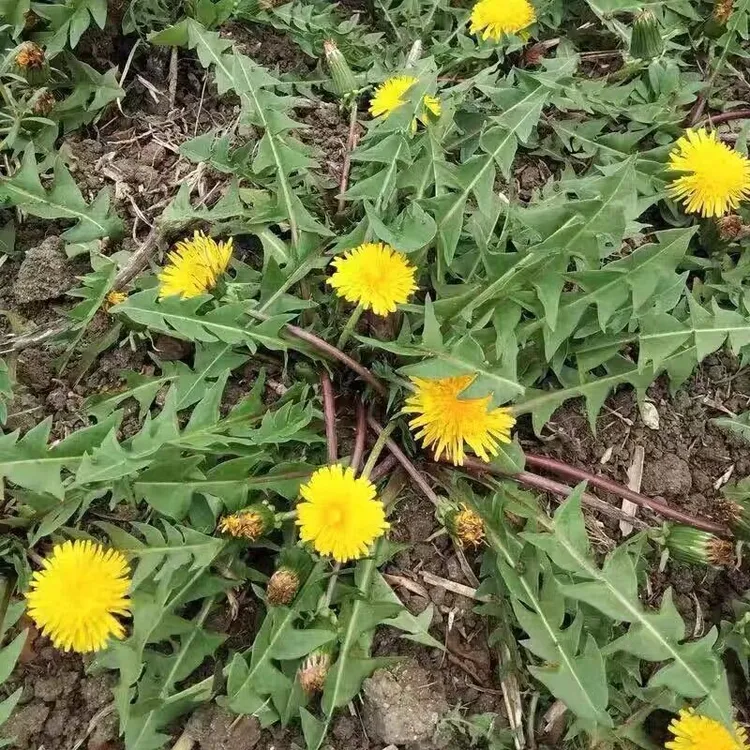 （坏了包赔）新鲜蔬菜蒲公英黑根婆婆丁可四季用的野菜快来抢