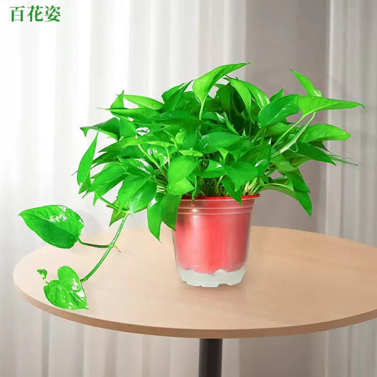 绿萝盆栽室内植物吸甲醛净化空气长藤垂吊绿植好养喜庆红盆