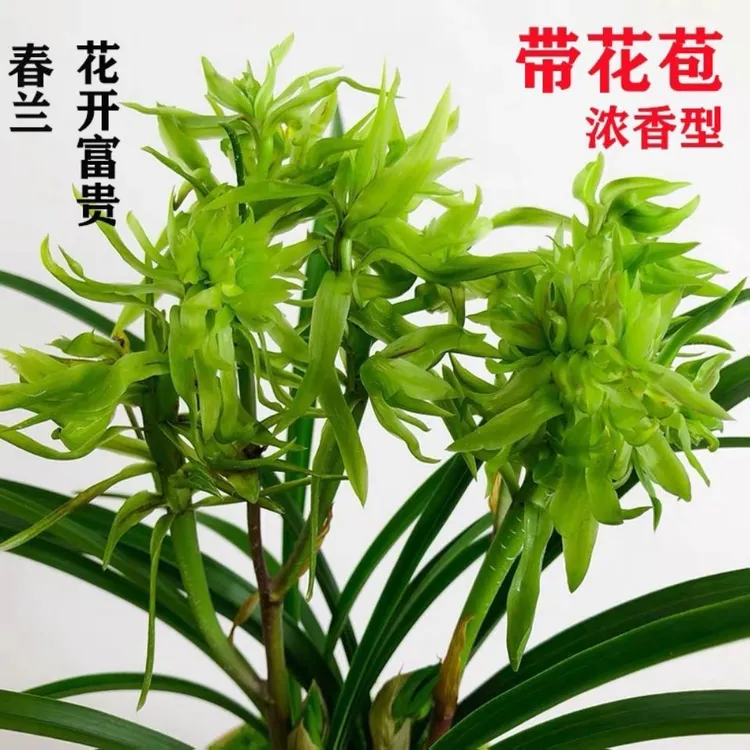 春兰花开富贵浓香型带花苞室内阳台好养兰花绿植盆栽兰草花卉