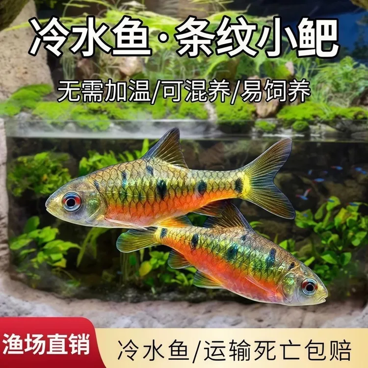 条纹小鲃原生冷水鱼清洁耐活适合新手的鲤鱼淡水鱼观赏鱼小型工具