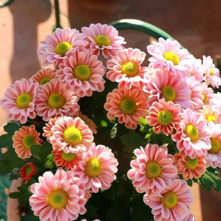 玲珑菊耐热花量大花期长新手易养护室内阳台庭院四季观花植物花卉