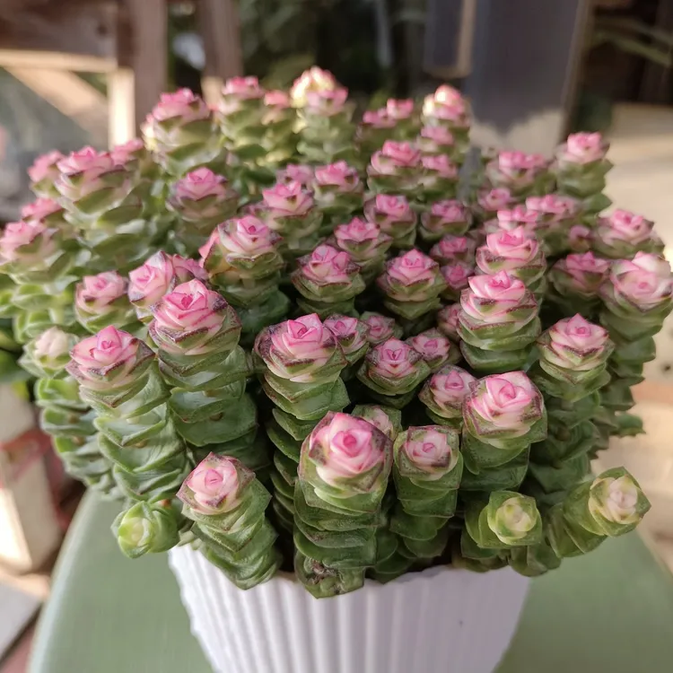 钱串串盆栽颜值高四季可养庭院阳台新手易养护植物