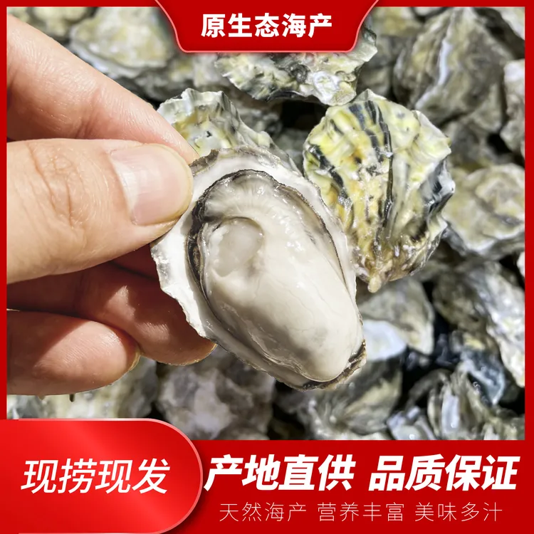 5斤送3斤山东威海乳山小海蛎子薄皮鲜活发货原产地包邮小生蚝商品图