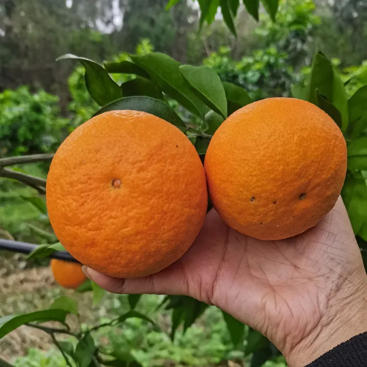多品种果苗一物一拍盆栽地栽阳台庭院