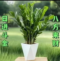 [基地直发】70 - 90公分金钱树盆栽室内客厅办公室净化空气绿植