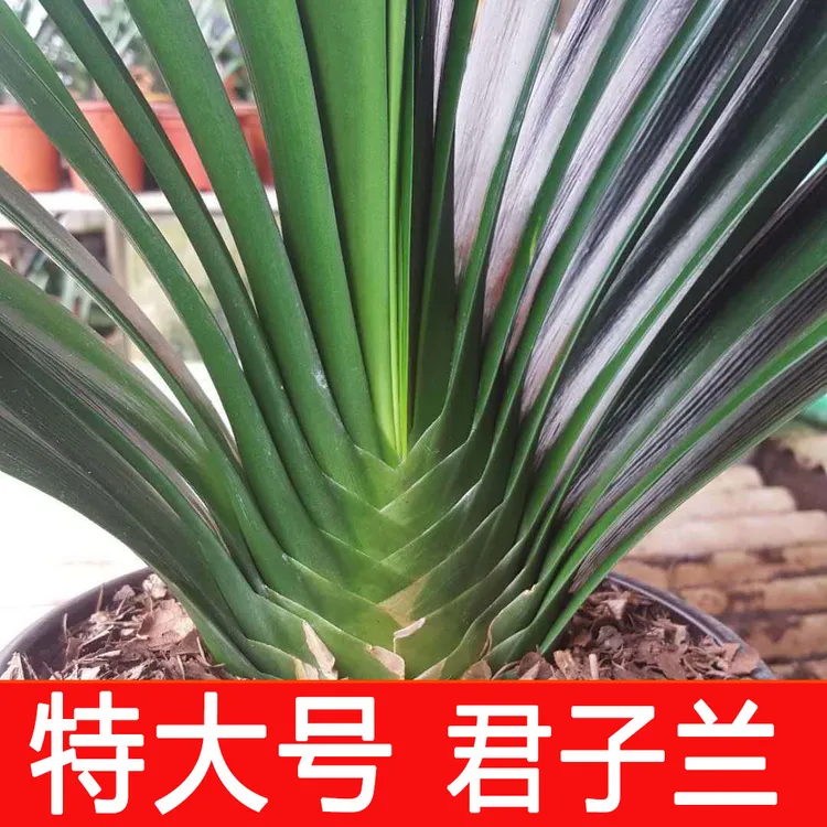 正宗大号君子兰盆栽精品苗东北基地发货富贵四季常青高档绿植花卉