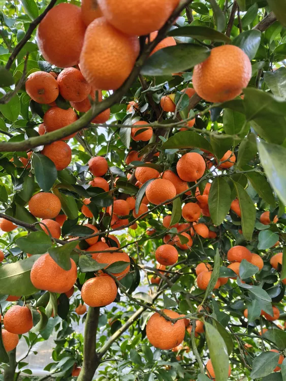 (京东-顺丰)自家果园砂糖橘橘子十斤装