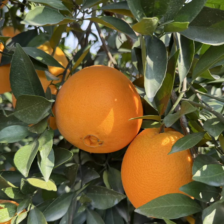 5斤精品纽荷尔橙农家新鲜现摘产地直发应季水果香甜多汁坏果包赔