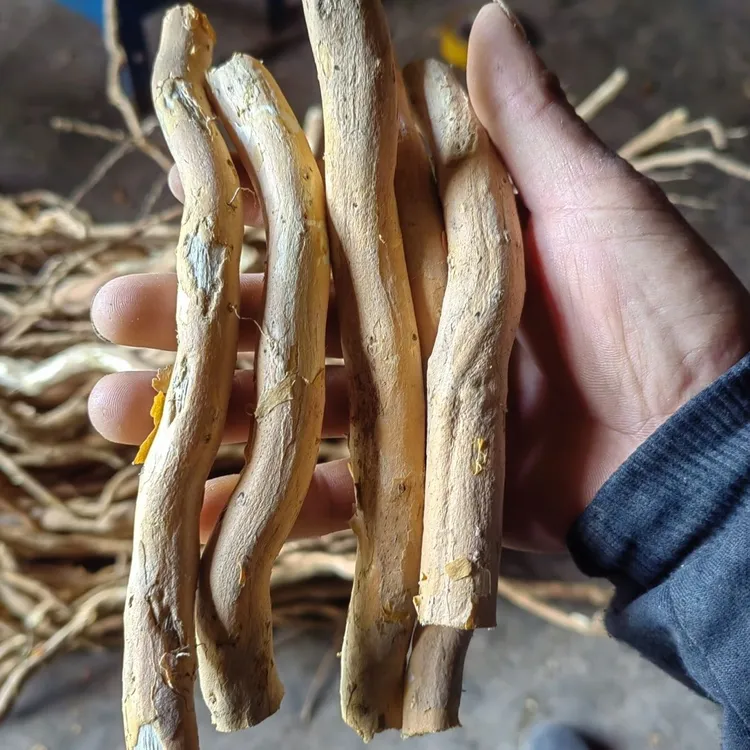 【顺丰包邮】臭黄荆根斑鸠站仙叶缘斑鹊子贵州特产煲汤农村新鲜原生