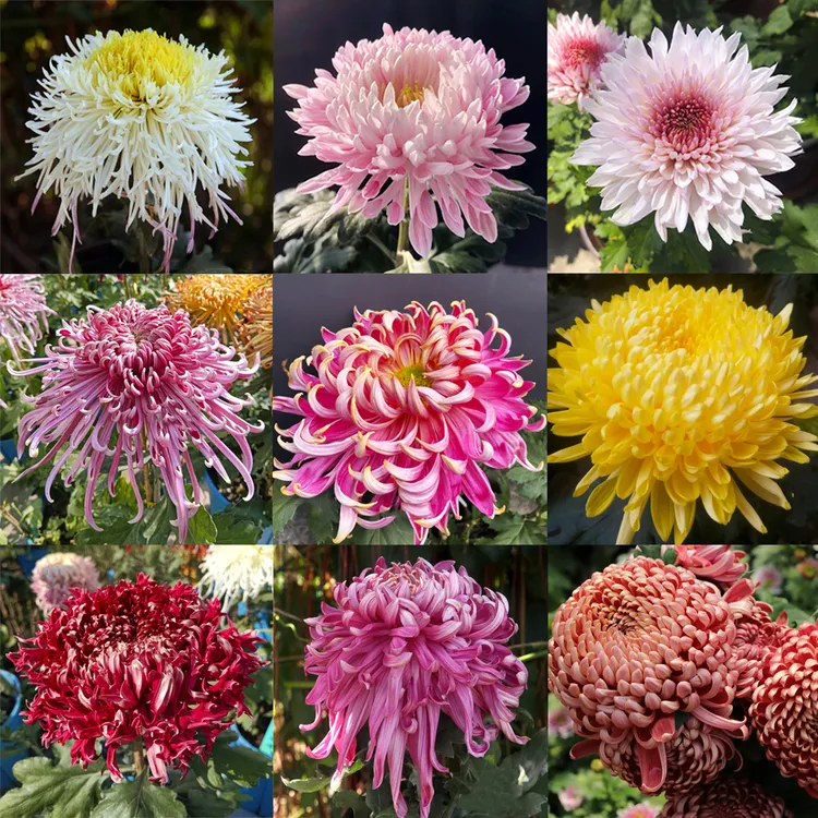 大菊花苗盆栽花卉九月菊乒乓菊多年生好养绿植四季开花室内外种植商品图