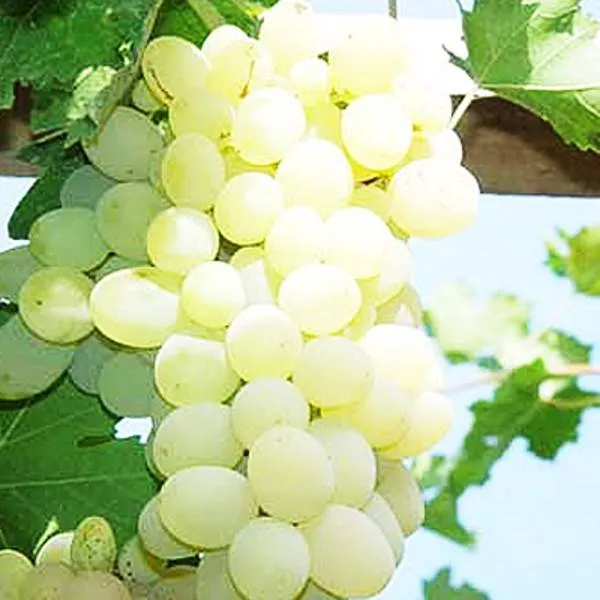 【顺丰空运】新疆阿图什正宗木纳格葡萄白葡萄有籽清甜当季新鲜水果