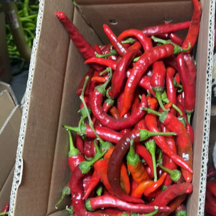 新鲜现摘农户红辣椒可用于餐饮调味的优质蔬菜