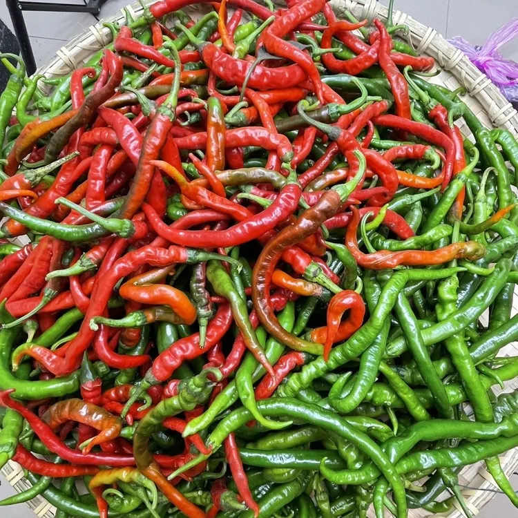 本地新鲜辣椒二荆条薄皮现摘现发蔬菜