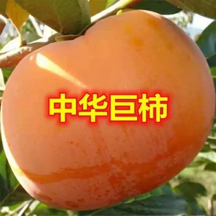 高产柿子树新品种中华巨柿树苗 特大果柿子树苗嫁接苗单果重700克