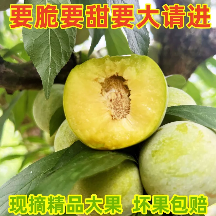 万州分水李子巫山脆李重庆四川脱骨青脆空心李5斤非蜜冰蜂糖贵州