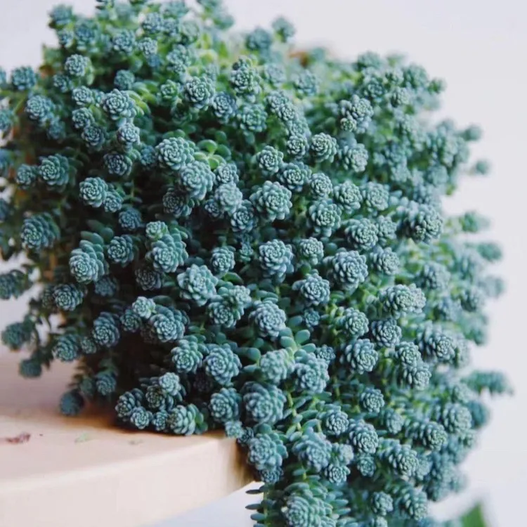 旋叶姬星美人多肉植物老桩盆栽蓝色多头易爆盆室内办公室绿植好养