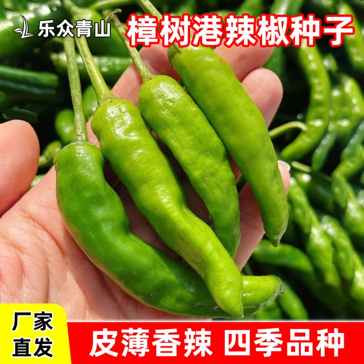 樟树港辣椒种子家庭阳台盆栽地栽四季种植蔬菜种子