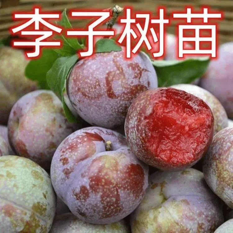 三华李树苗红心李子苗双华李苗迟熟三华李苗嫁接三华李子树苗