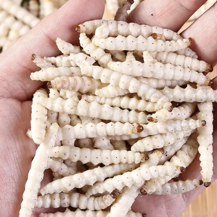 精品美味竹虫下酒佳肴