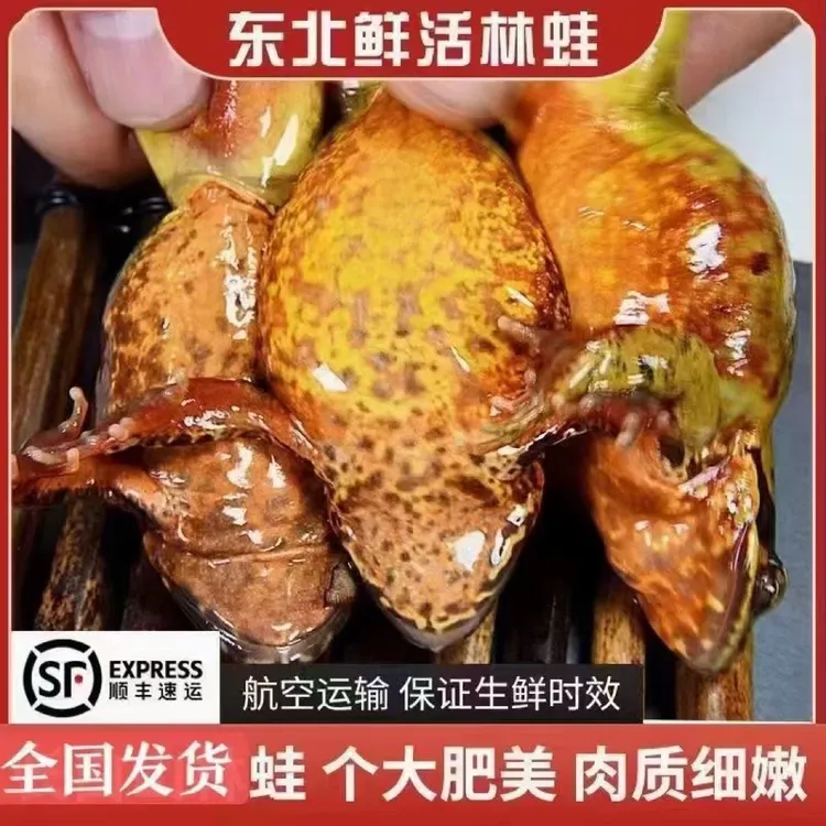 东北河鲜 水产母蛙