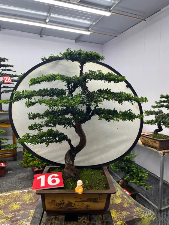 两棵红芽珍珠罗汉松 带盆高度81/85冠幅80/90 含盆包邮
