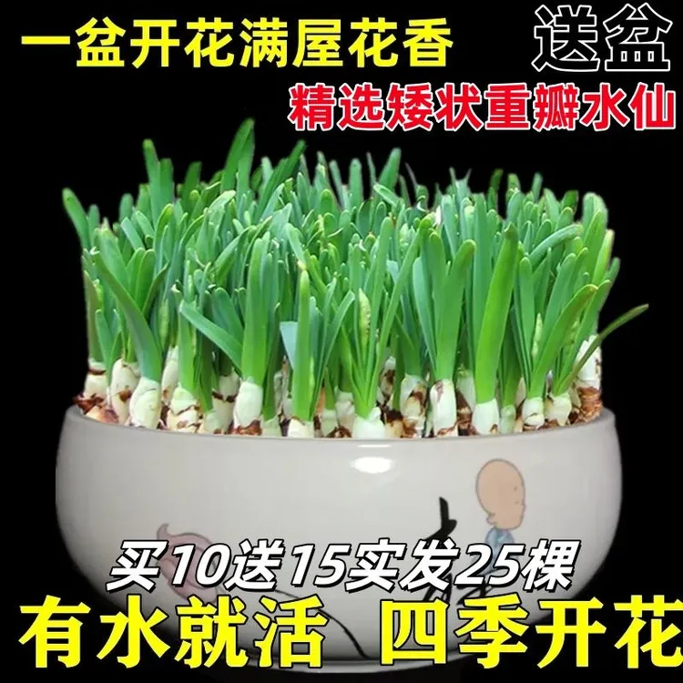 好养洋水仙种球水培四季开花室内外客厅冬季观花植物盆栽