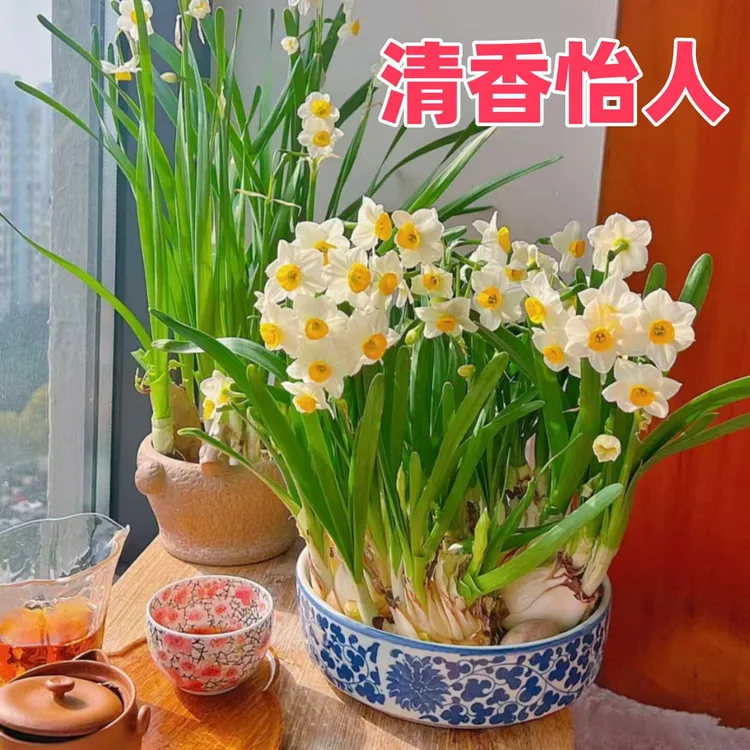 水仙花种球水培土培植物耐寒花卉好养大球室内外阳台盆栽水仙花苗