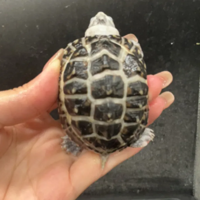 变异白化斑点龟宠物龟水族龟深水龟