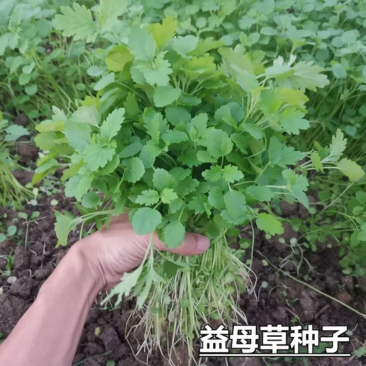 春季益母草种子药材益母草种子食用益母草籽四季易种阳台养生蔬菜