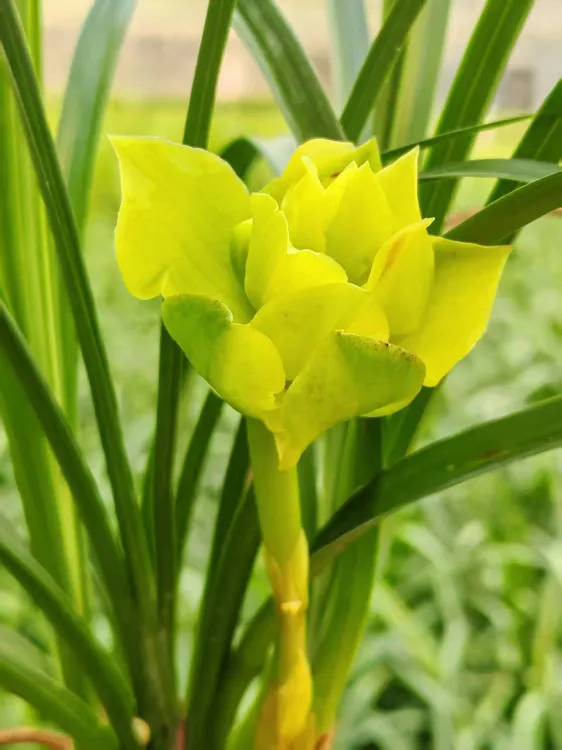 秋芝浓香花卉带花浓香兰花苗 好养活 盆栽植物直发户外兰花