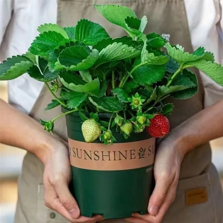 【0.5加仑盆草莓苗】原盆原土宁玉奶油当年结果南北方地栽盆栽阳台