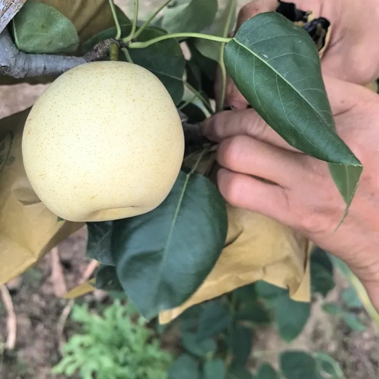 四川广元苍溪新鲜当季水果黄皮翠冠梨